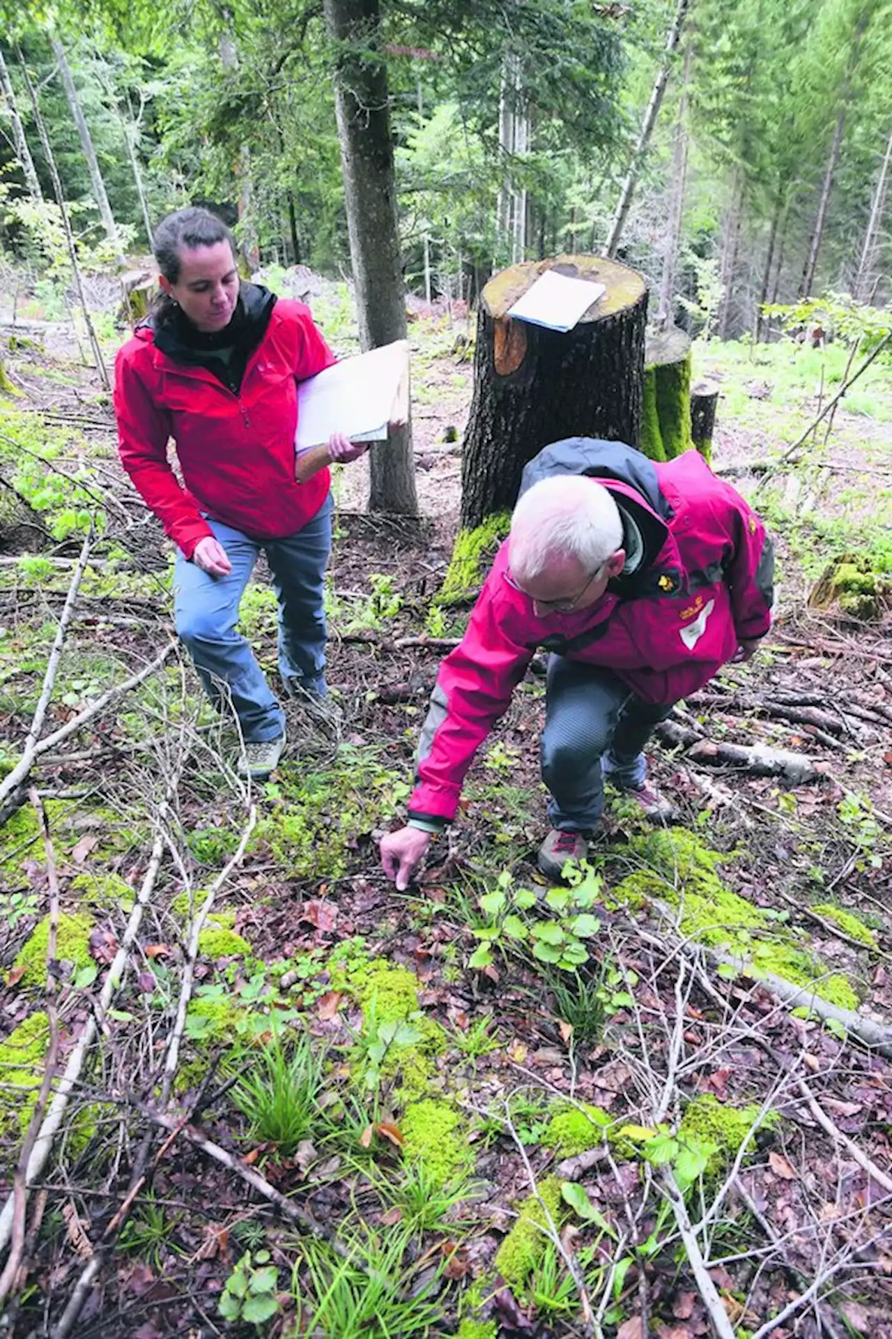 Hirsch und Reh setzen dem Berner Wald zu – ein Augenschein vor Ort - bauernzeitung.ch