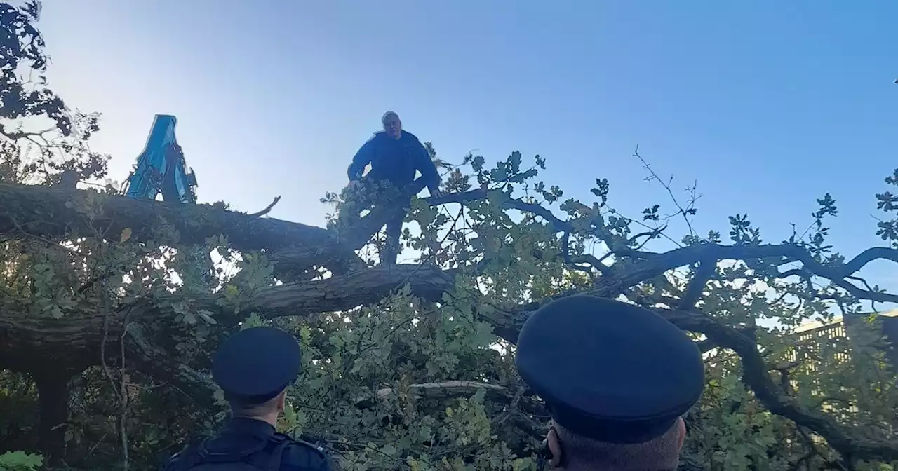 PSNI called after campaigner climbs Newry oaks axed 'under cover of darkness'