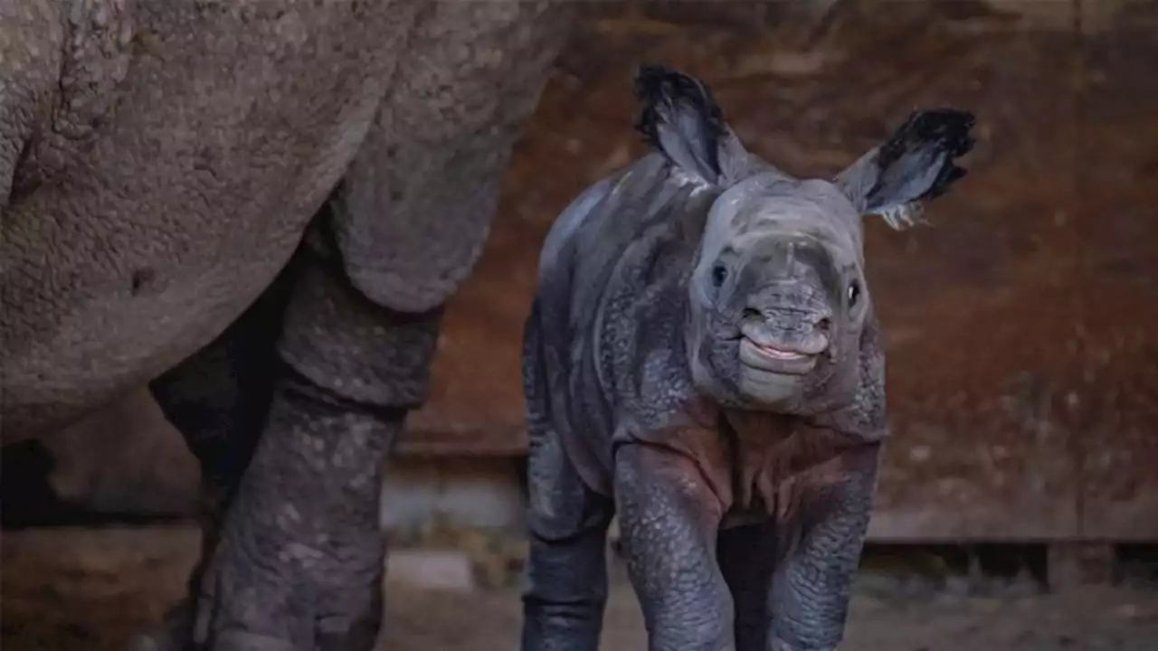 After a 16-month pregnancy, Chester Zoo finally welcomes endangered rhino calf | CNN