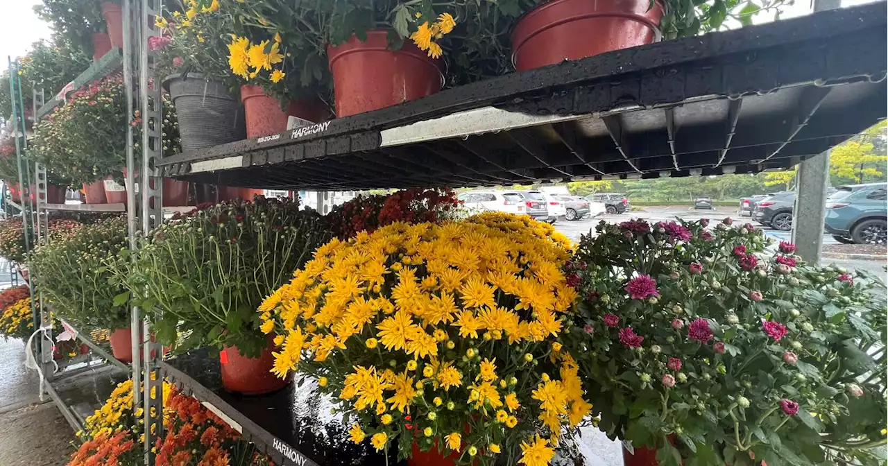 Don't kick potted mums to the curb: They're perennials you can keep