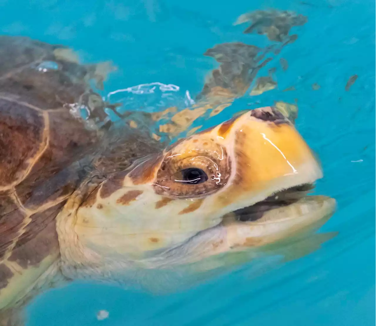 Researchers rule out nets, drowning in mysterious turtle strandings