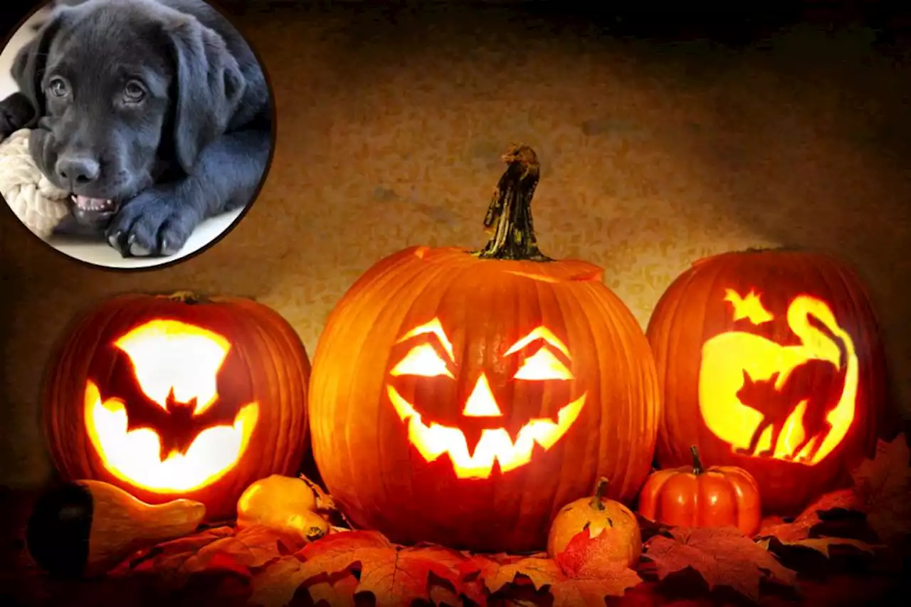 Expert issues warning to UK dog owners this Halloween weekend