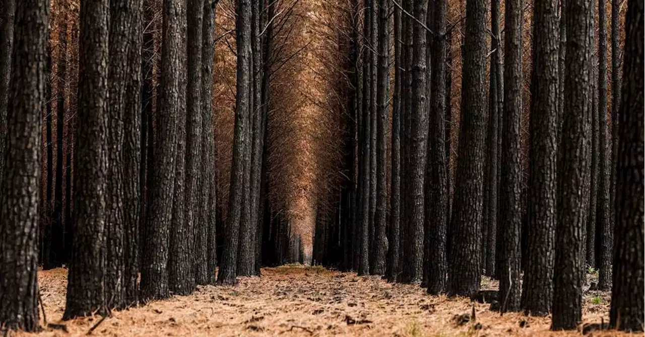 Incendies : une 'météo des forêts' pour prévenir et anticiper les risques