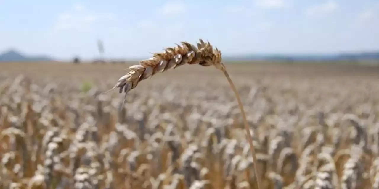 Céréales ukrainiennes : la Russie suspend l'accord sur les exportations après des explosions en Crimée