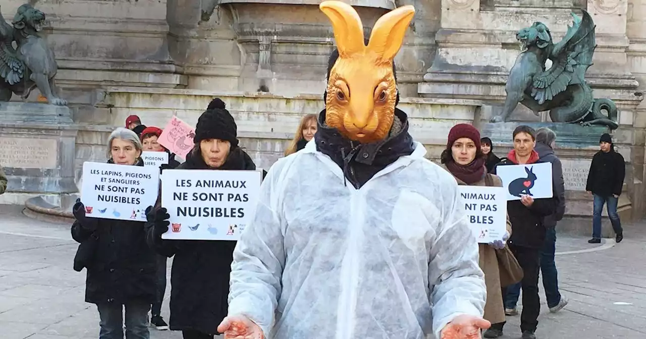 Quand la cause animale fait le procès de l’homme