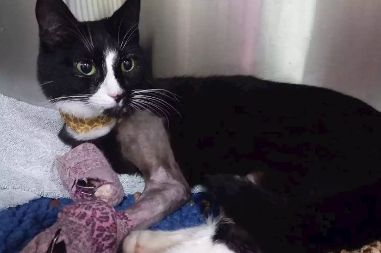 'It's a miracle' - Sox the cat survives huge fall from seventh-floor flat in Burmantofts