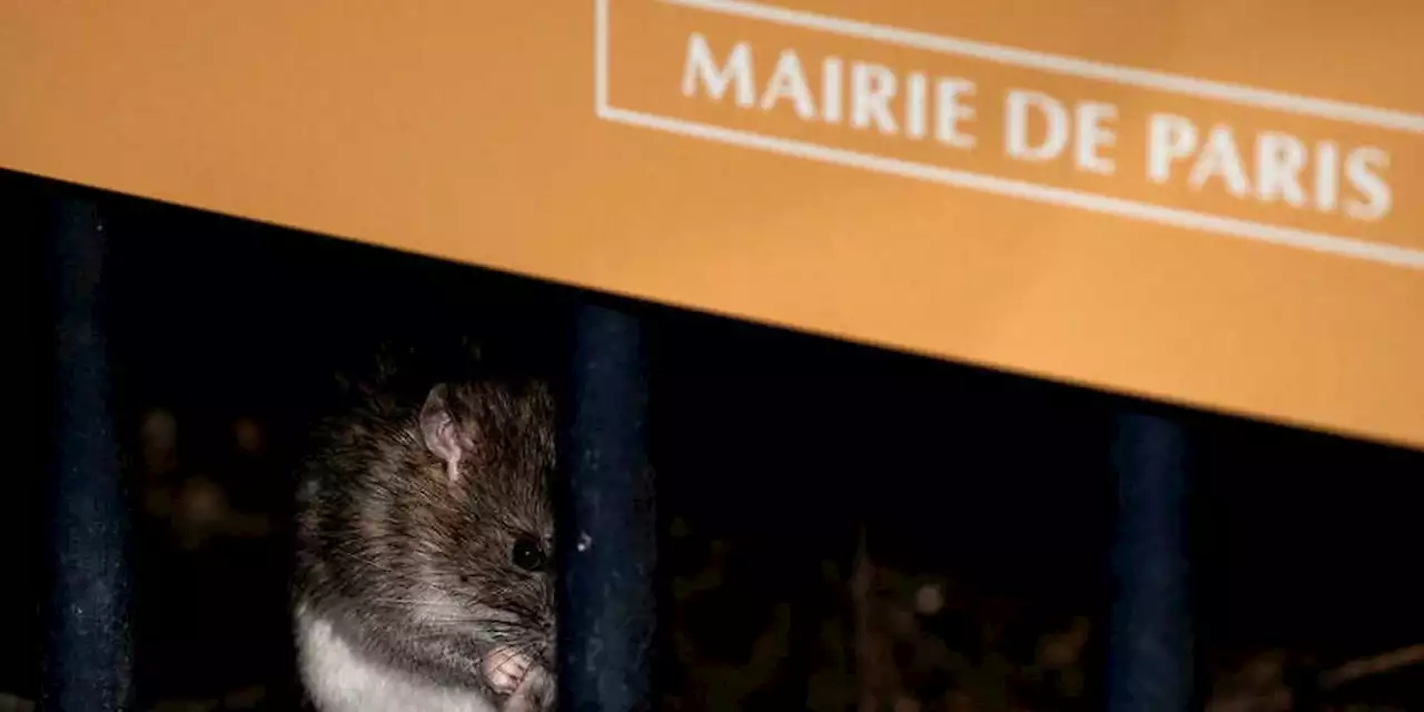 Comment Paris vivait avec ses rats au XIXe siècle