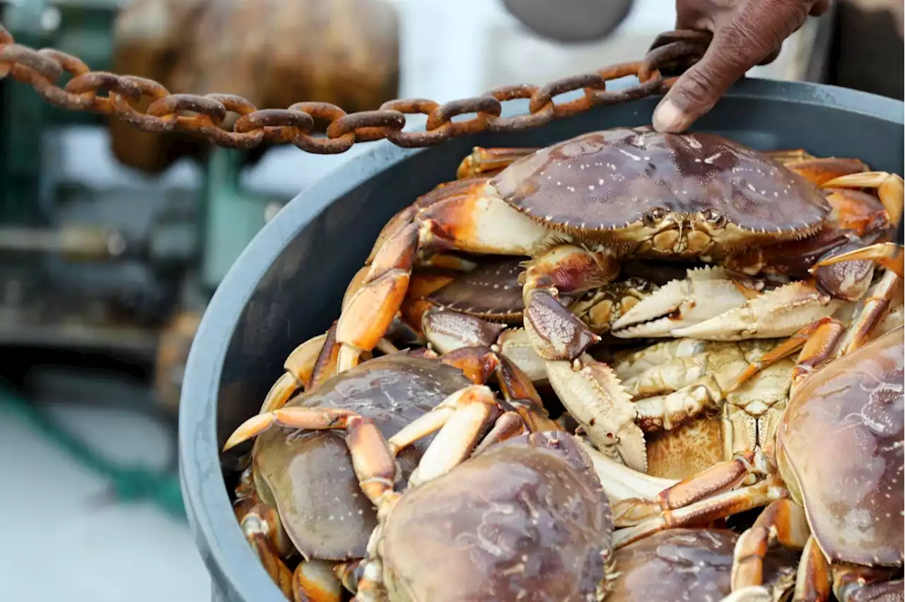 No Thanksgiving crab: California officials delay start of 2022 Dungeness season