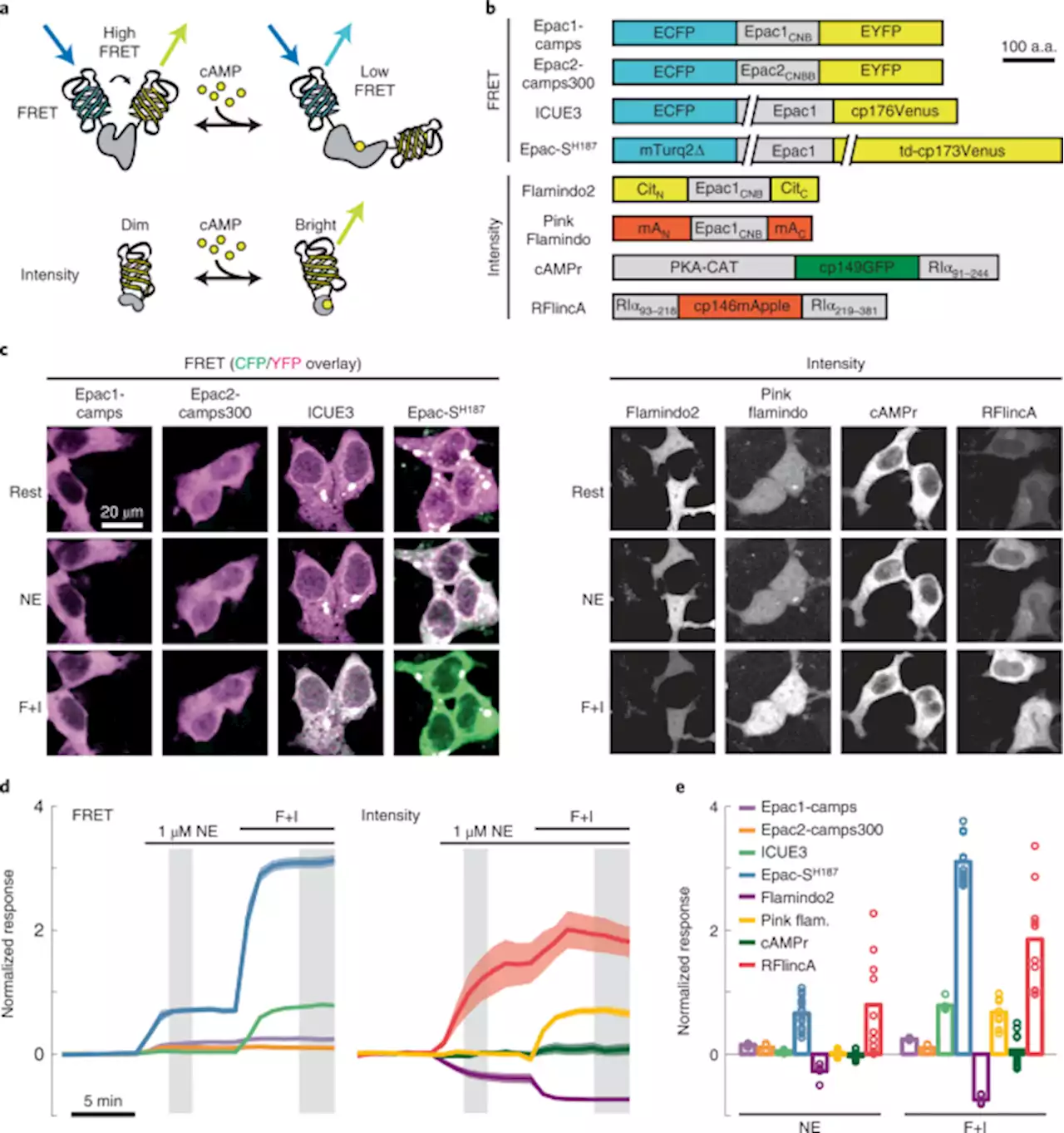 Sensitive genetically encoded sensors for population and subcellular imaging of cAMP in vivo - Nature Methods