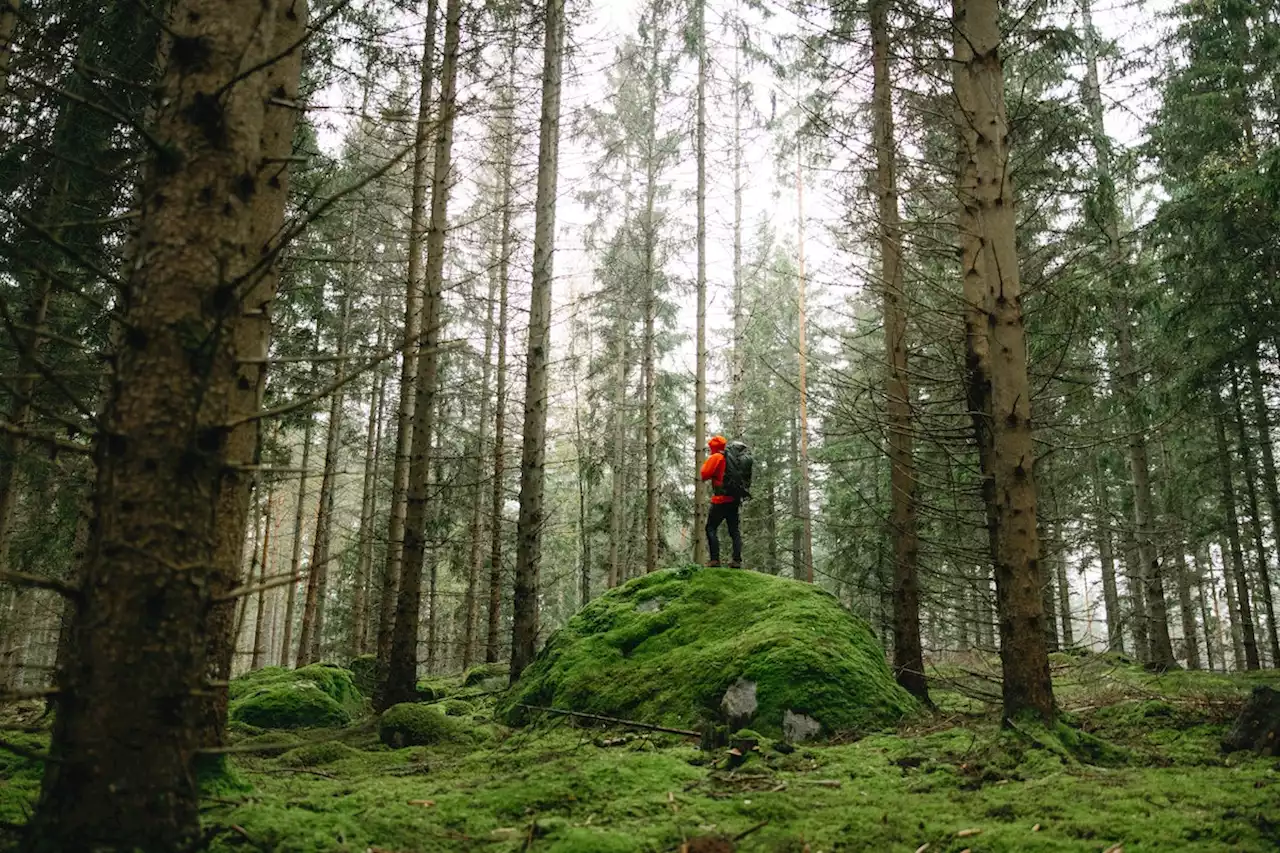 In Sweden, The Forests Are Alive With Monsters