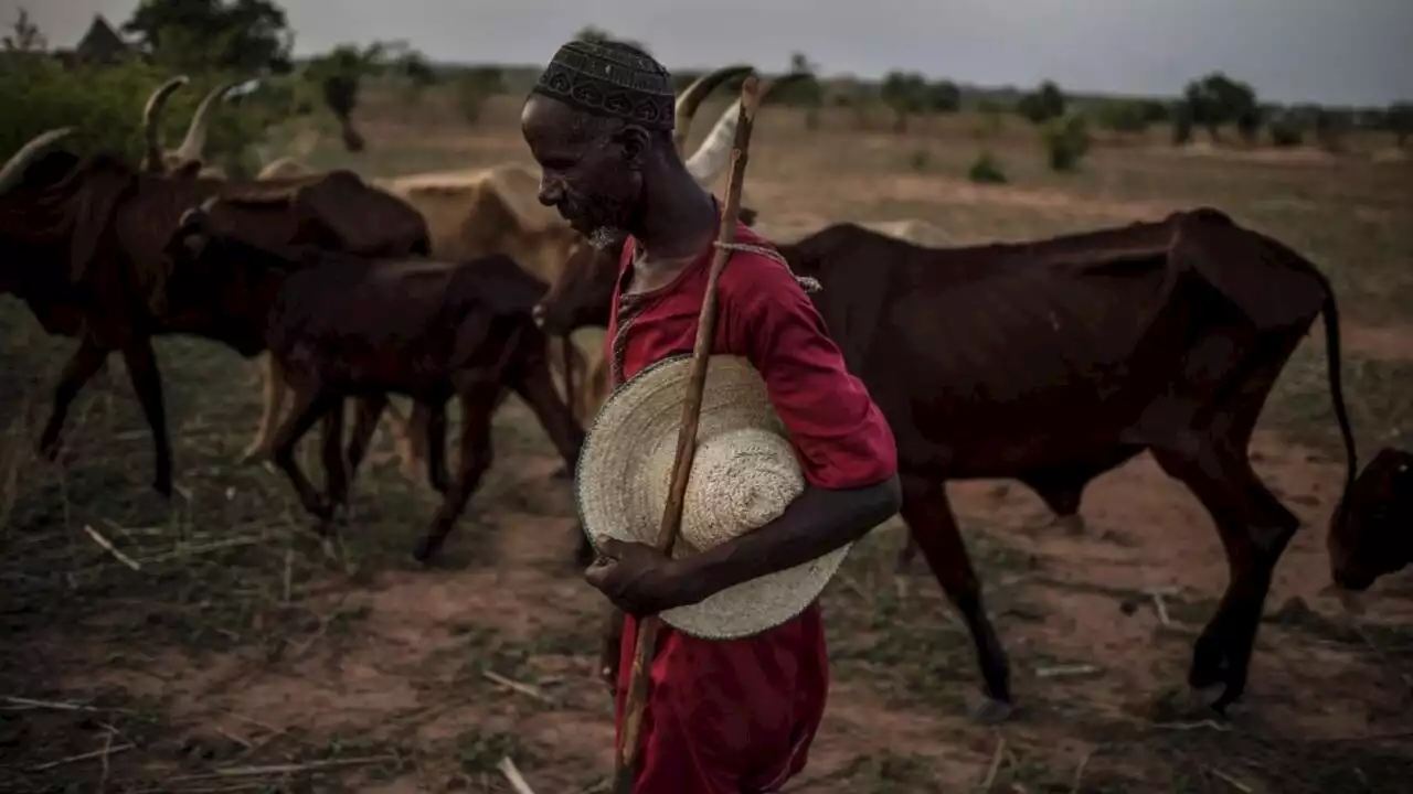 Les éleveurs transhumants du Sahel de plus en plus coincés dans les zones péri-urbaines