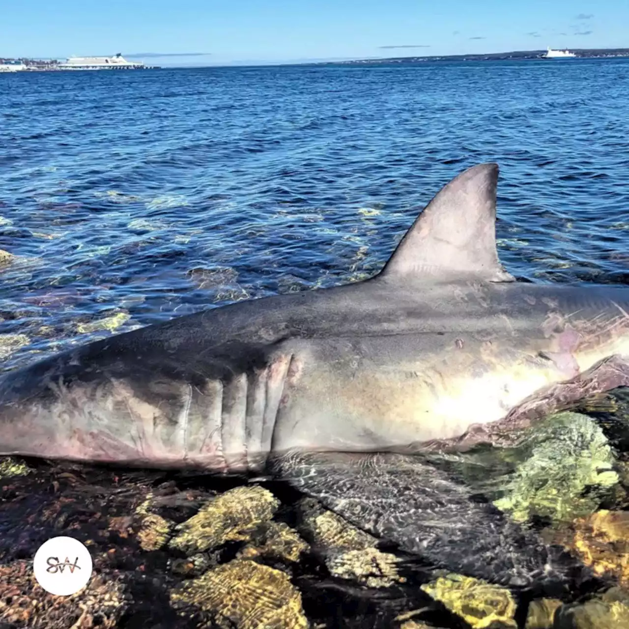 Great white shark found on Cape Breton shore examined by marine biologists | SaltWire