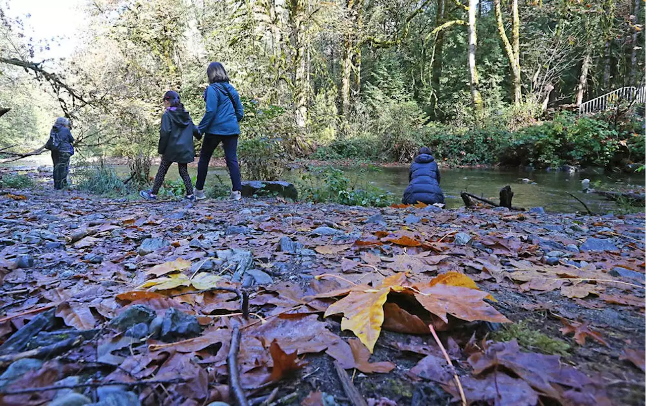 Heavy rain boosts water levels for salmon seeking to spawn