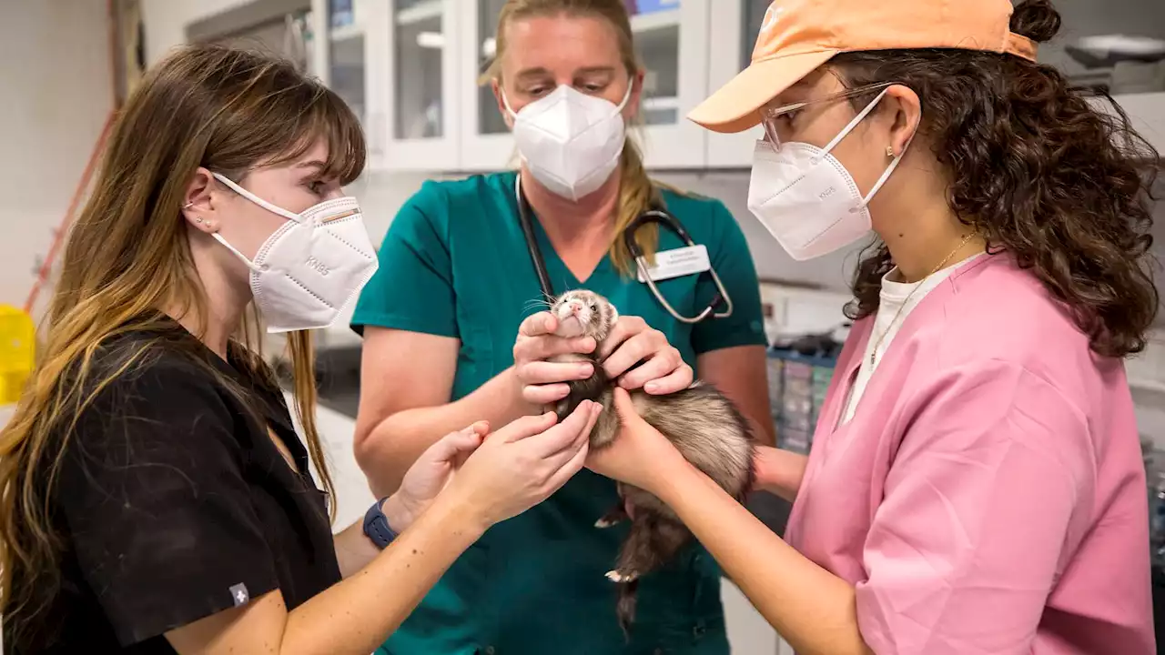 Zoo internship program gives Tucson vet students rare experience