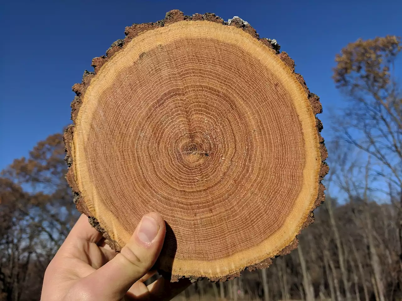 The Most Devastating Solar Storms in History are Scoured Into Tree Rings