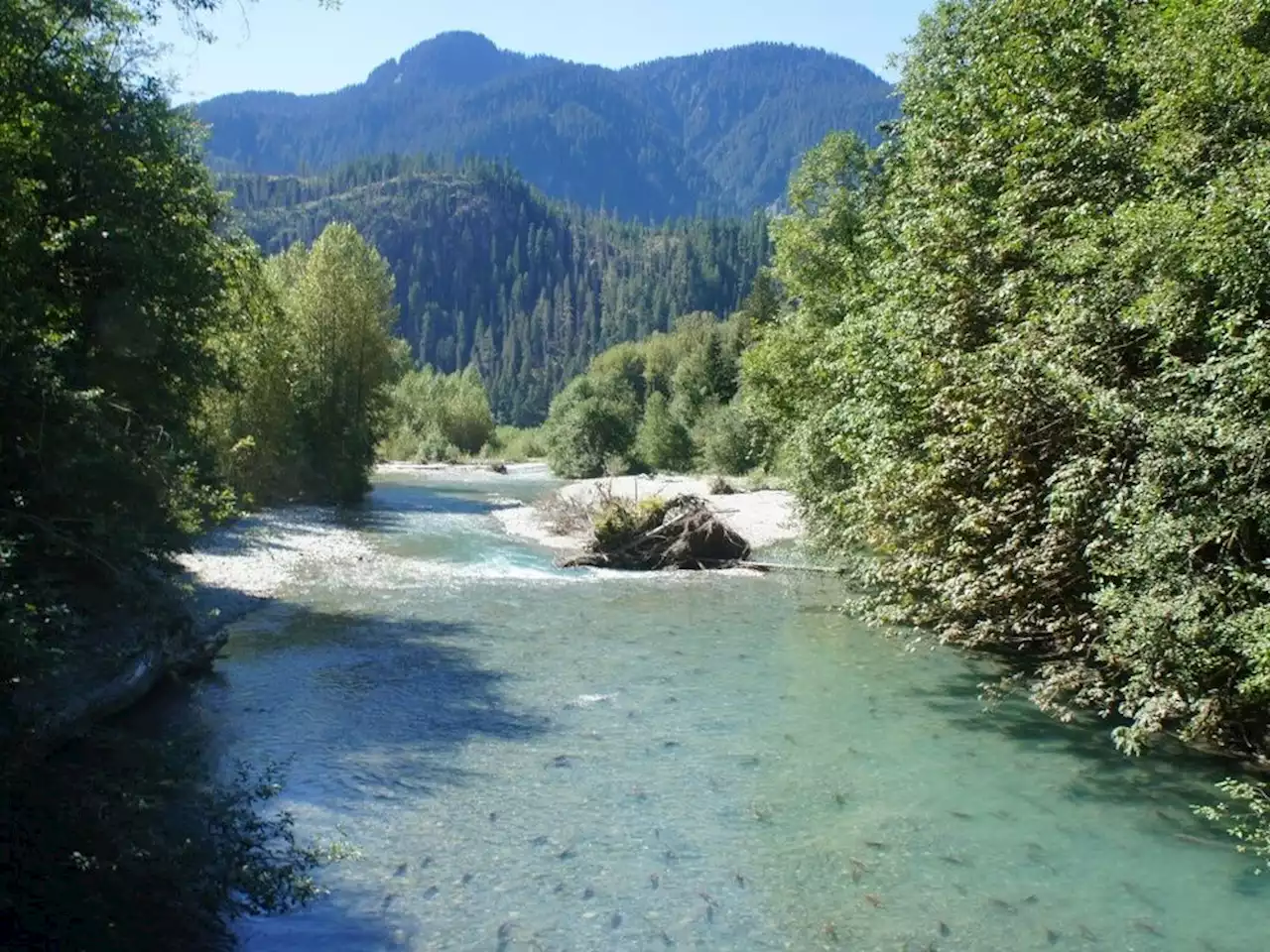 Katzie First Nation sues B.C. Hydro over impact to Alouette River salmon