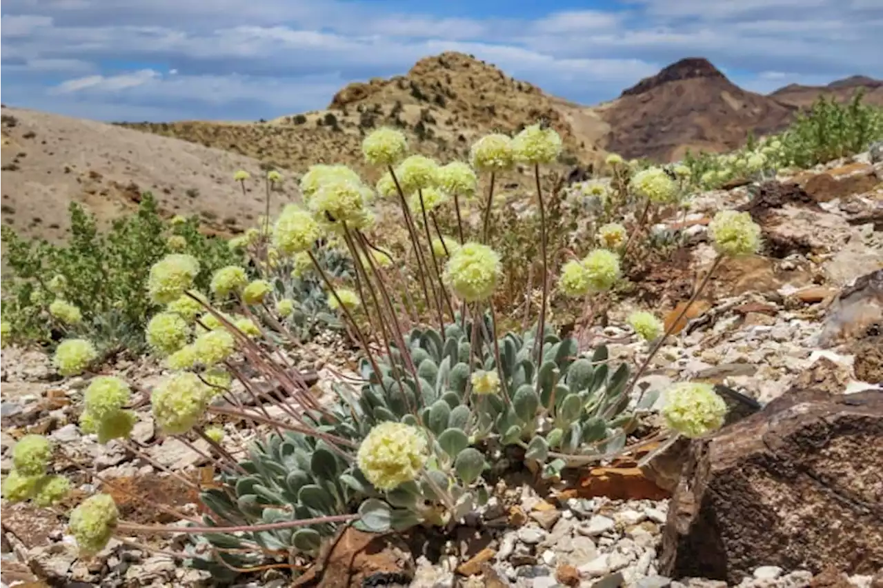 Groups to US: Protect Nevada flower from mine or face court