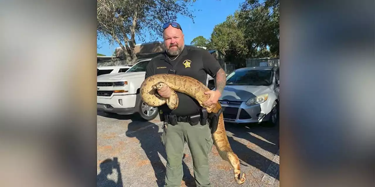 75-pound boa constrictor caught in Florida neighborhood