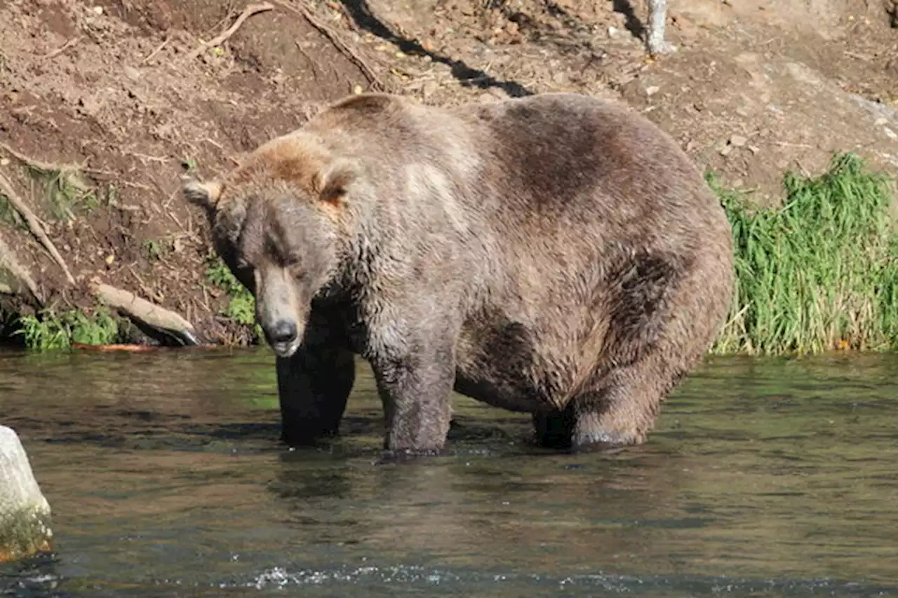 It's that time of year again: Katmai's Fat Bear Week is back