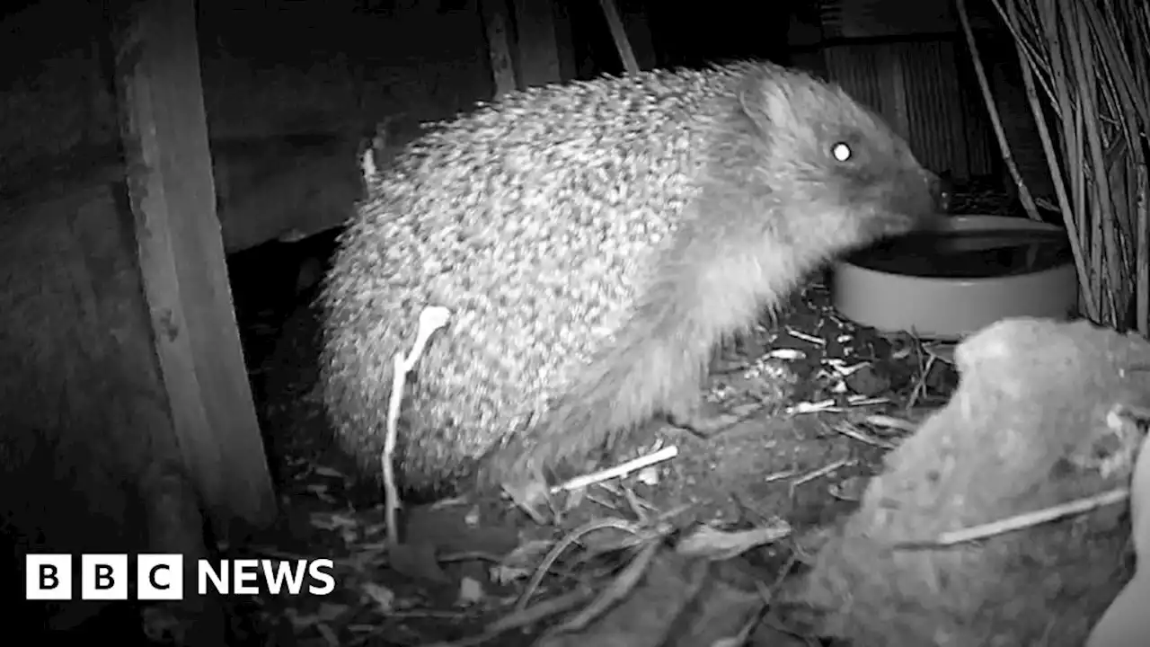 Keyworth street named Britain's best for hedgehogs