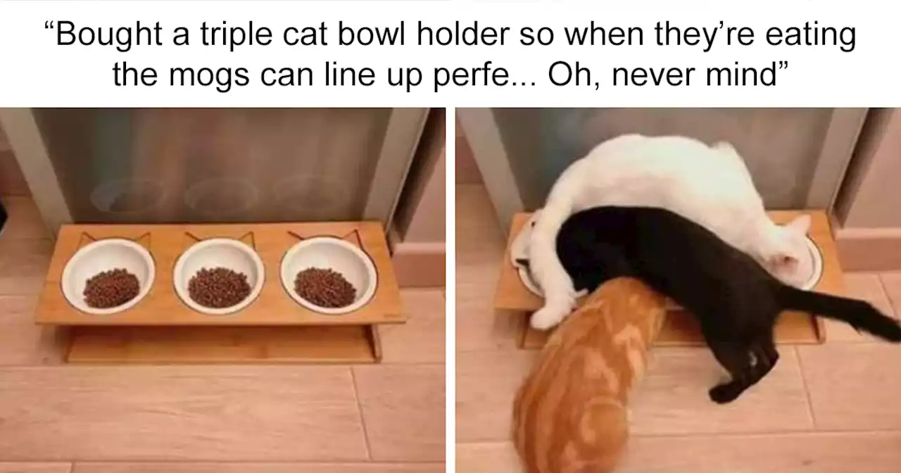 This Twitter Page Is Dedicated To Mischievous Animal Memes, Here Are 35 Of The Funniest Ones