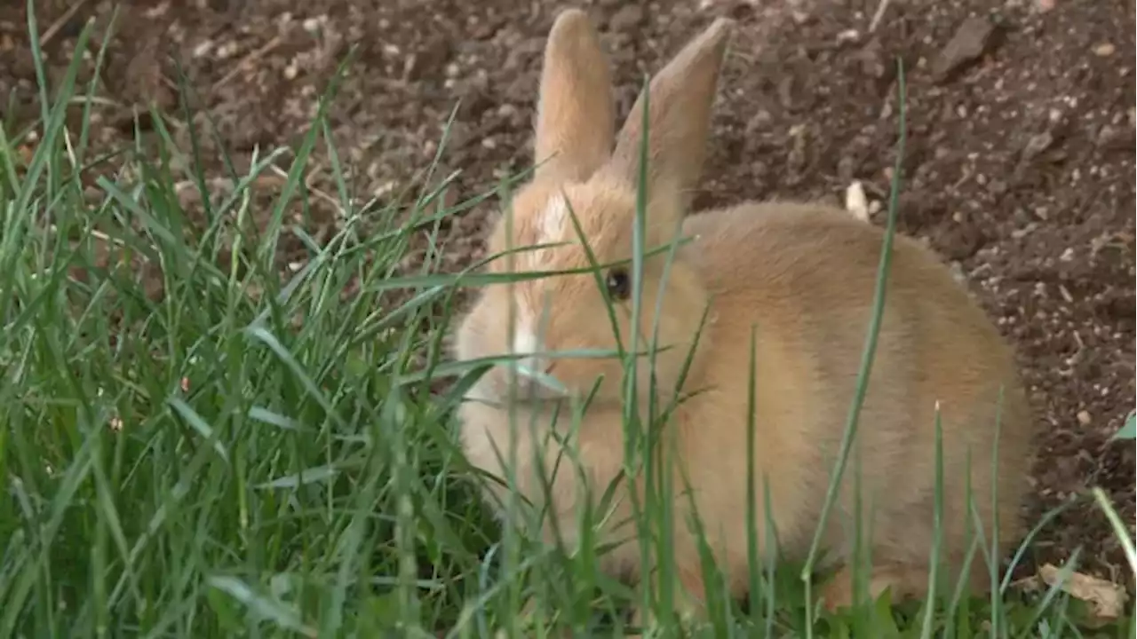 Alberta monitoring wild and feral rabbits for signs of 'fast and fatal' viral disease | CBC News