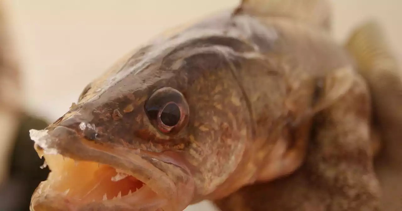 Lake Erie fishing tournament rocked by cheating scandal after contestants allegedly caught stuffing fish with weights