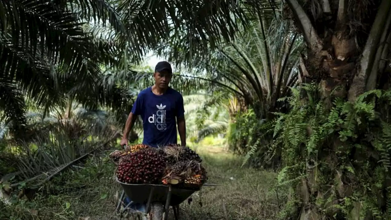 Malaysia's commodities minister says crude palm oil price weakness is temporary