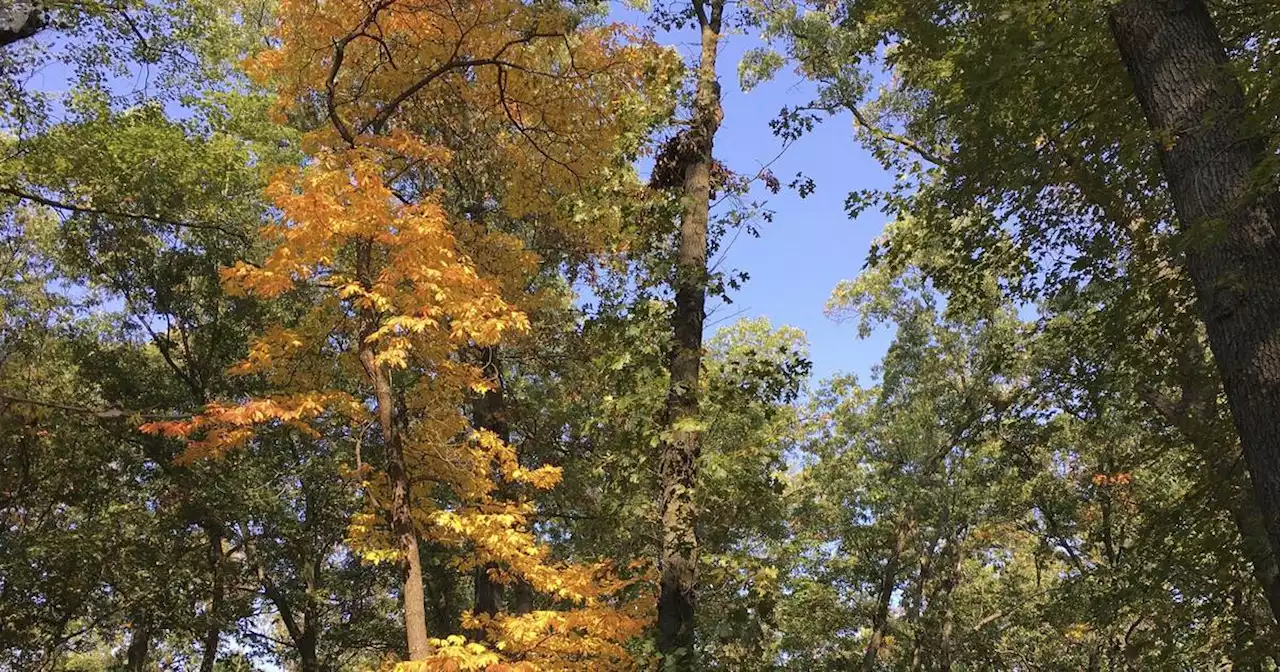 Enjoy the splendor and science behind vibrant fall foliage in northern Illinois