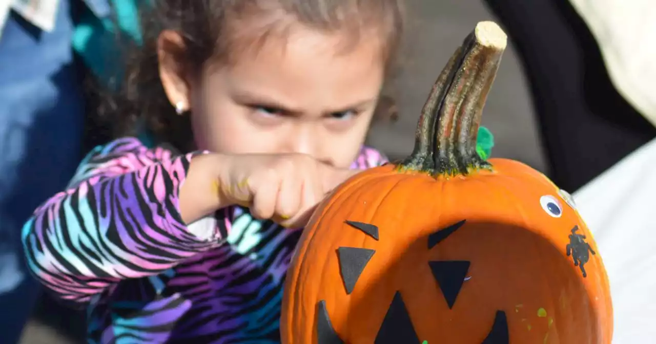 It wasn’t the best year for huge pumpkins, as Cook County’s winning gourd was the lightest since 2001