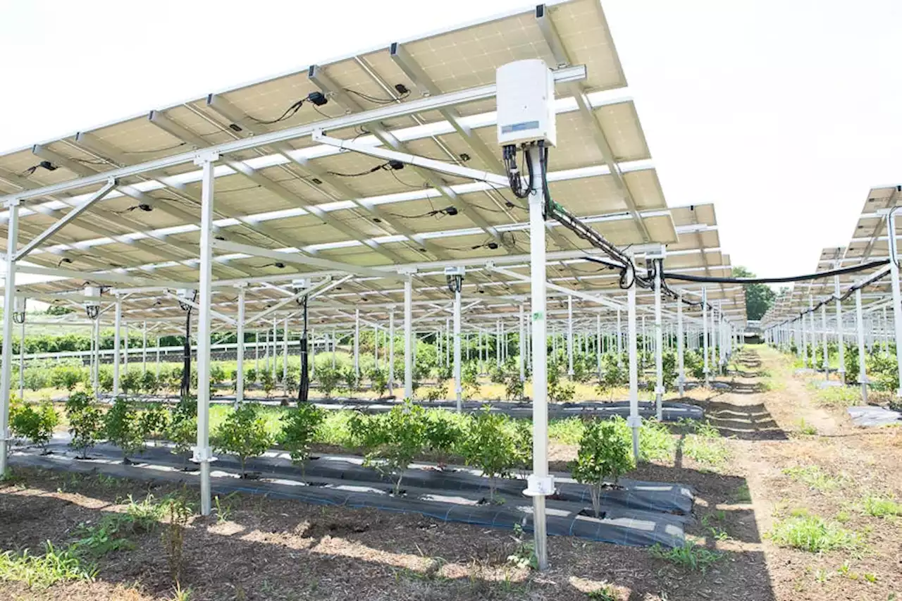 Can Agrivoltaics Fuel the Growth of Sustainable Farming?