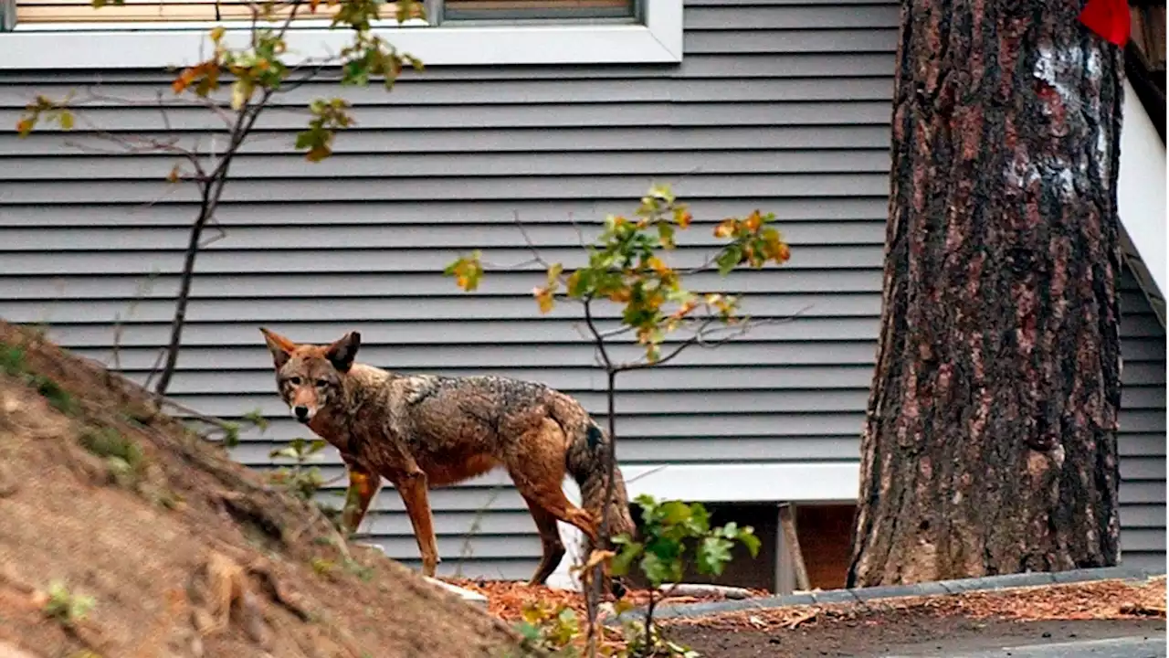 Police urging caution after 'aggressive' coyotes try to attack a person in Scarborough