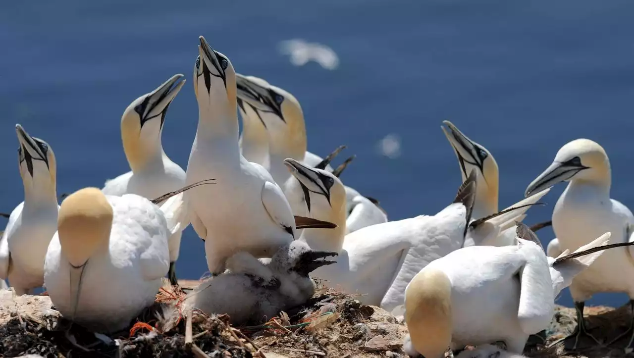 Vogelgrippe: Epidemie von »ganz neuer Qualität«