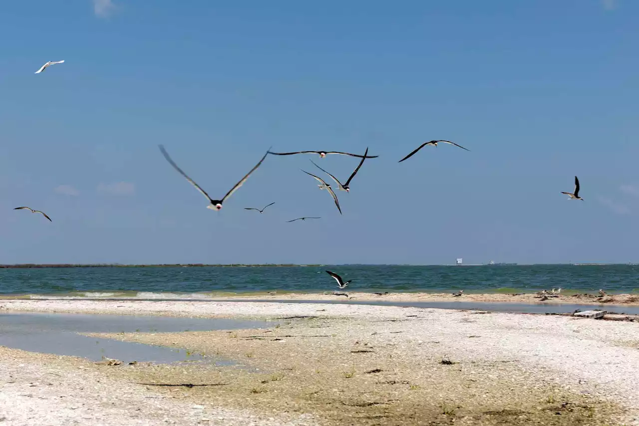 As sea rises and gulf islands erode, birds might wave goodbye