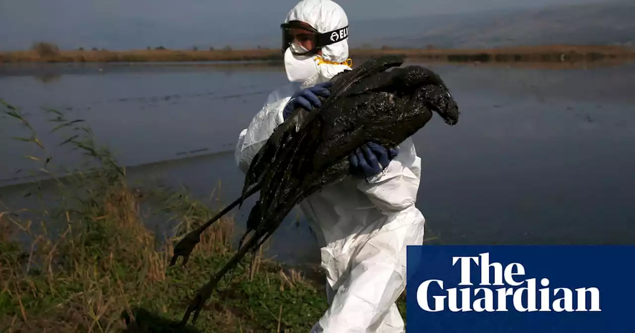 ‘Unprecedented’ bird flu epidemic sees almost 50m birds culled across Europe