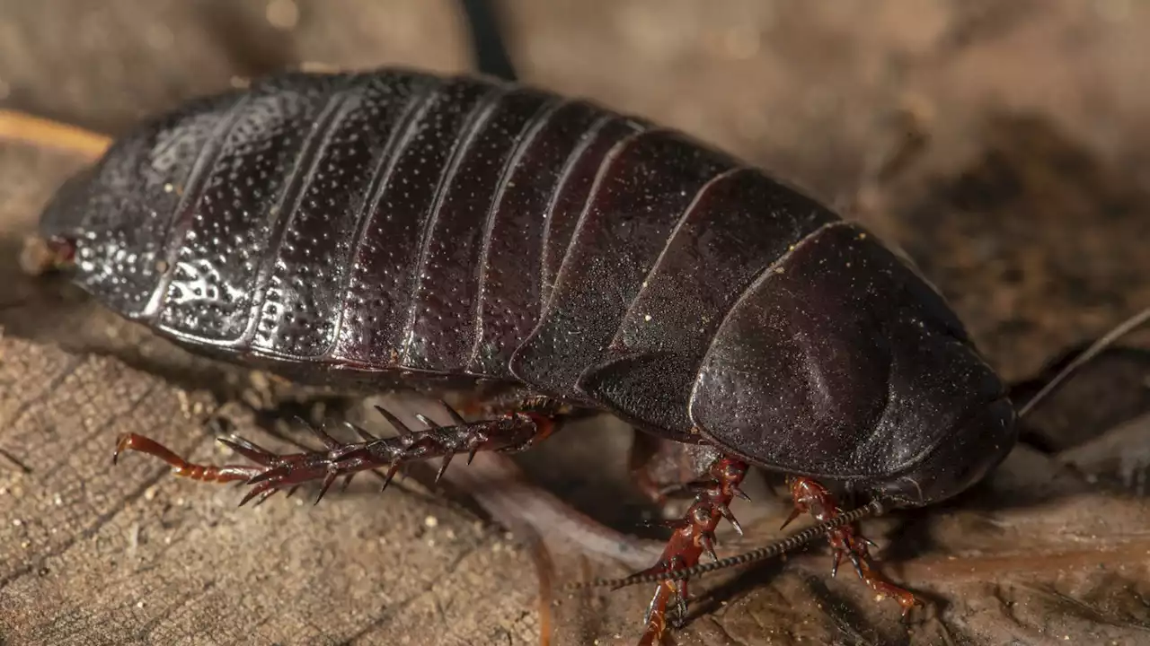 A student accidentally rediscovers an extinct cockroach after being seen 80 years ago