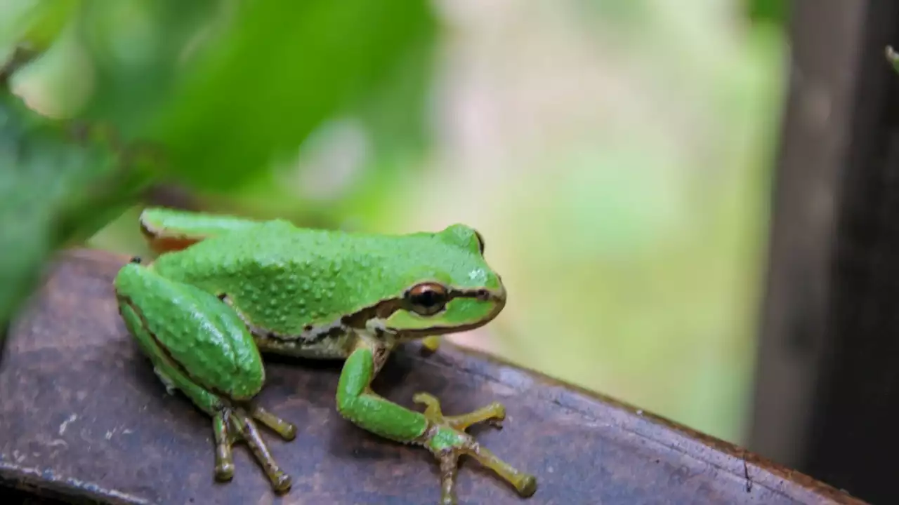 Chernobyl frogs' rapid evolution shows how animals adapt to live with radiation