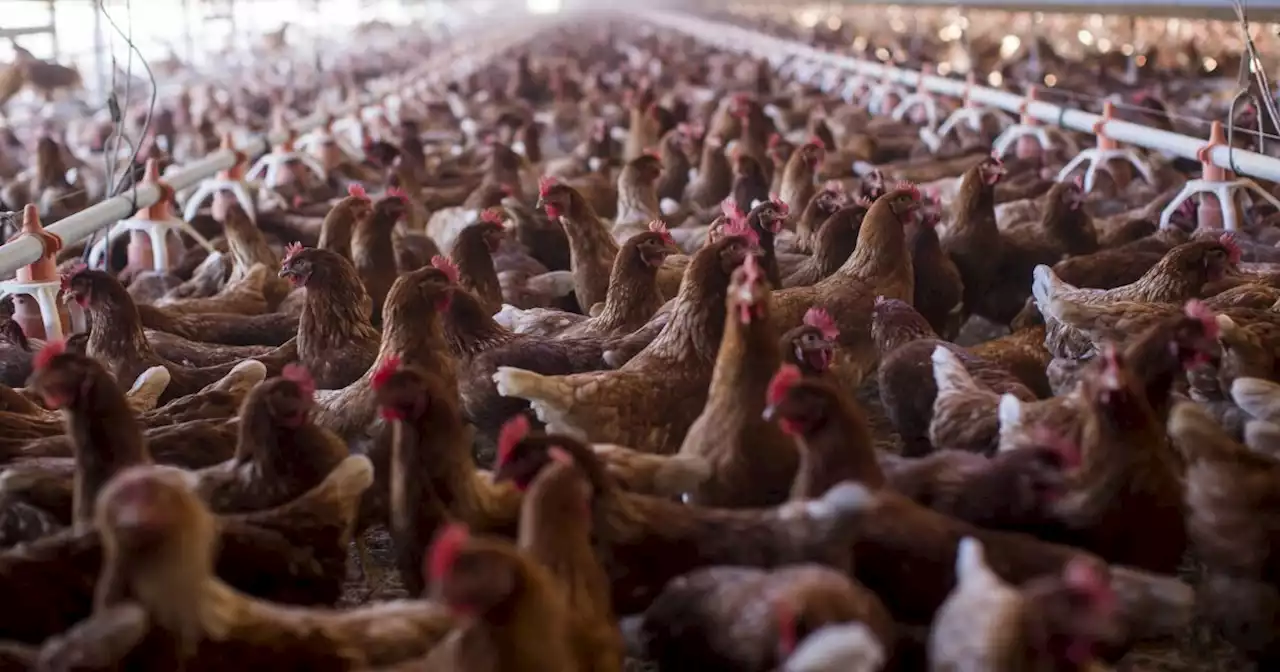 Bird flu spreads to Southern California, infecting chickens, wild birds and other animals