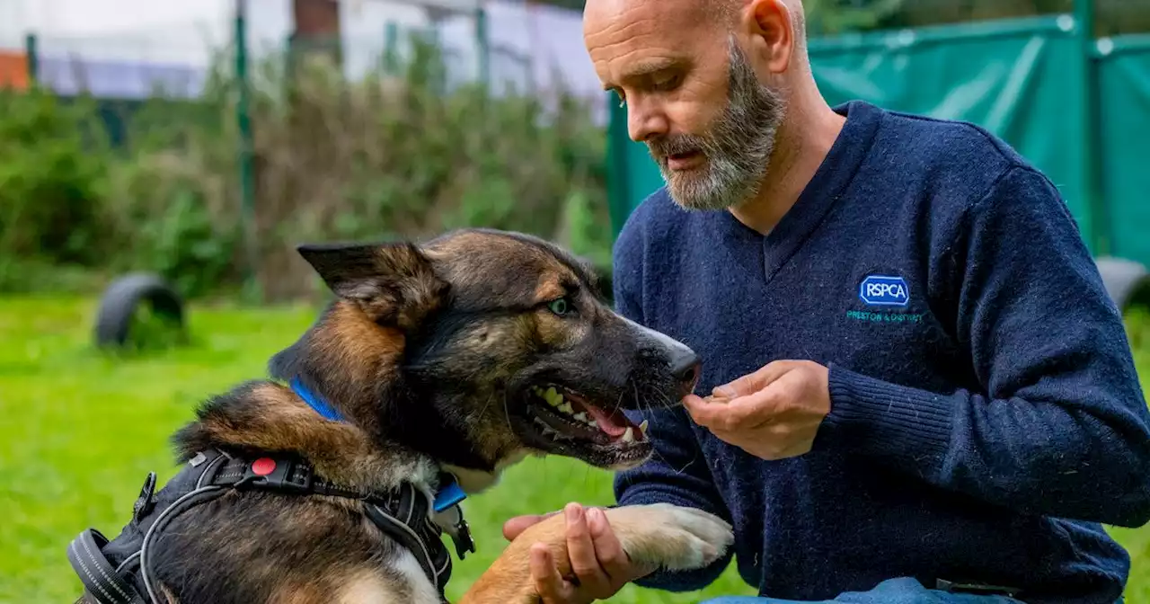 'We need your help': Preston RSPCA costs soar in line with pets being abandoned