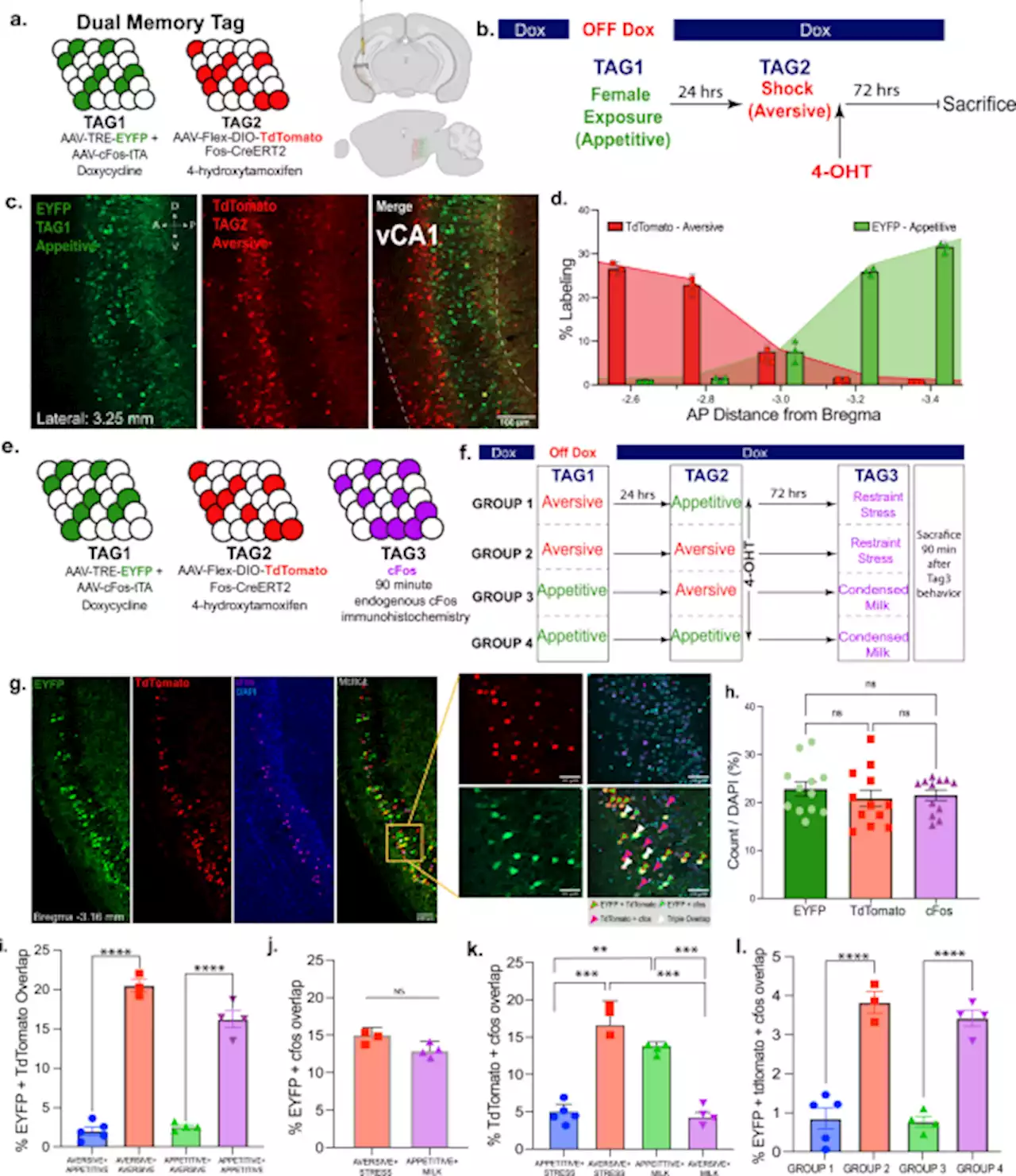 Hippocampal cells segregate positive and negative engrams - Communications Biology