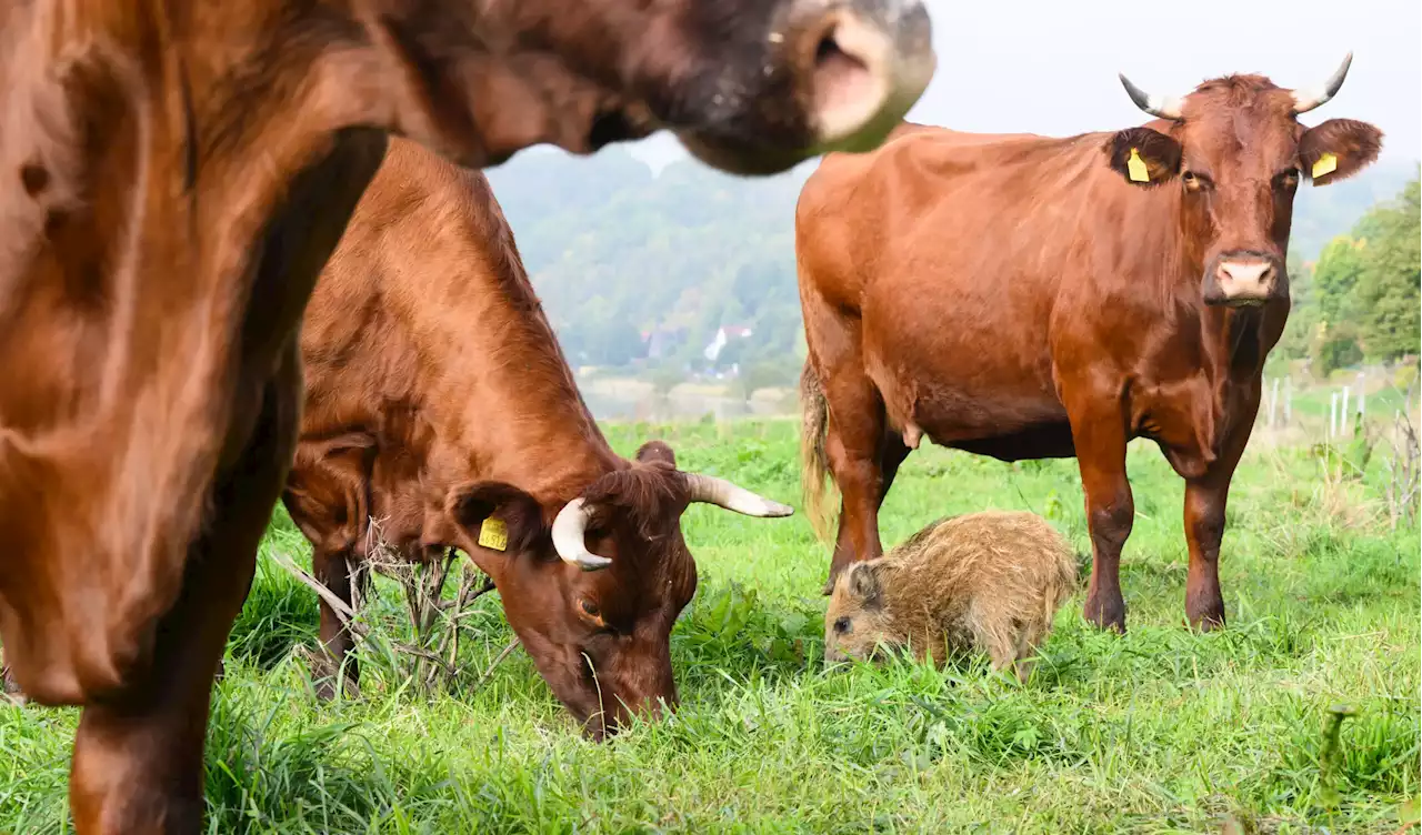 Kuriose Patchworkfamilie: Kuhherde zieht Schweinchen „Frieda“ groß