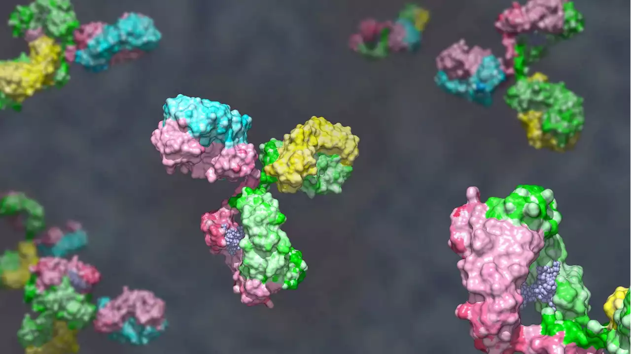 Broadly neutralizing antibodies are the blueprint for variant-proof, pansarbecovirus vaccines