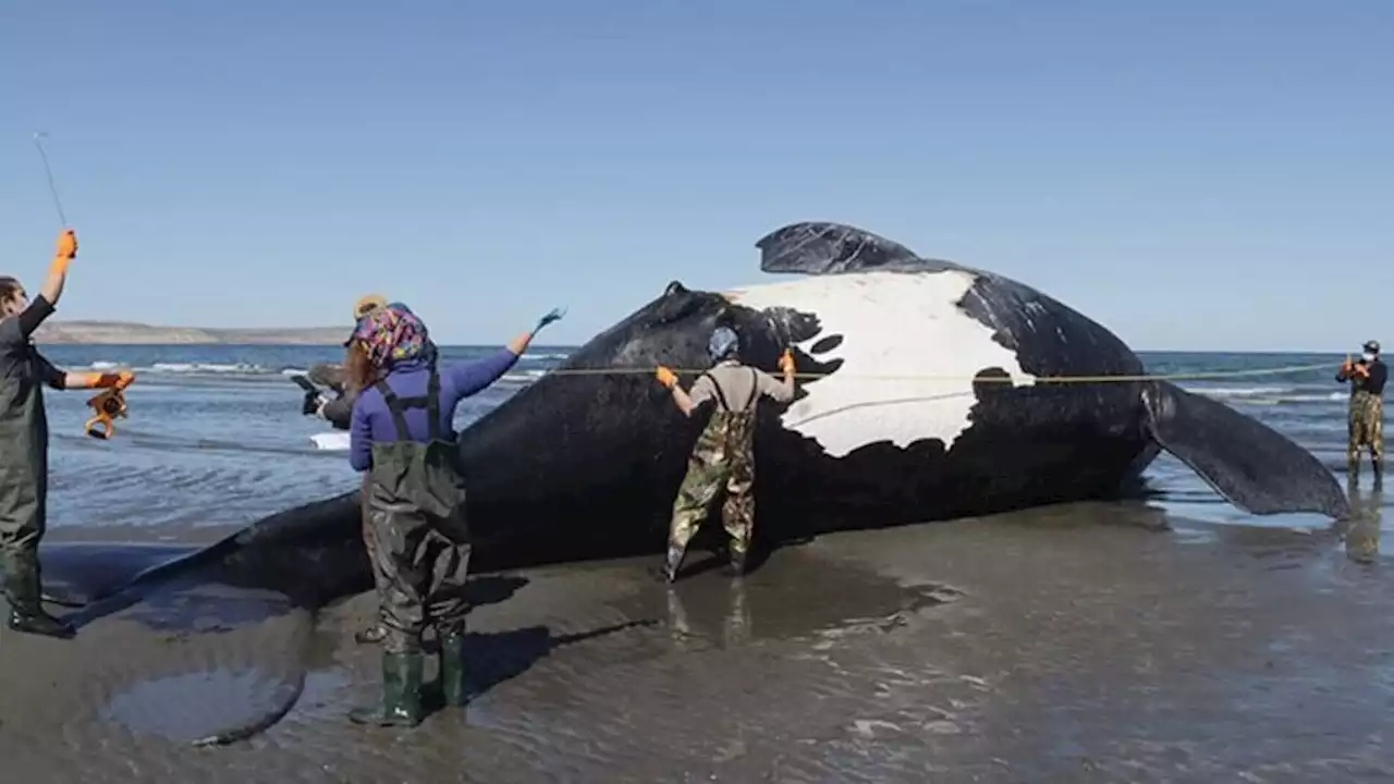 Ballenas muertas en Chubut: la explicación de los expertos y por qué hay preocupación | Tras 13 muertes, se espera el resultado de las necropsias