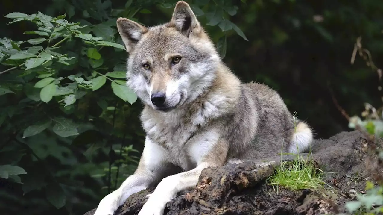 Westerveld hoopt vanavond op antwoorden over de wolf in het gebied