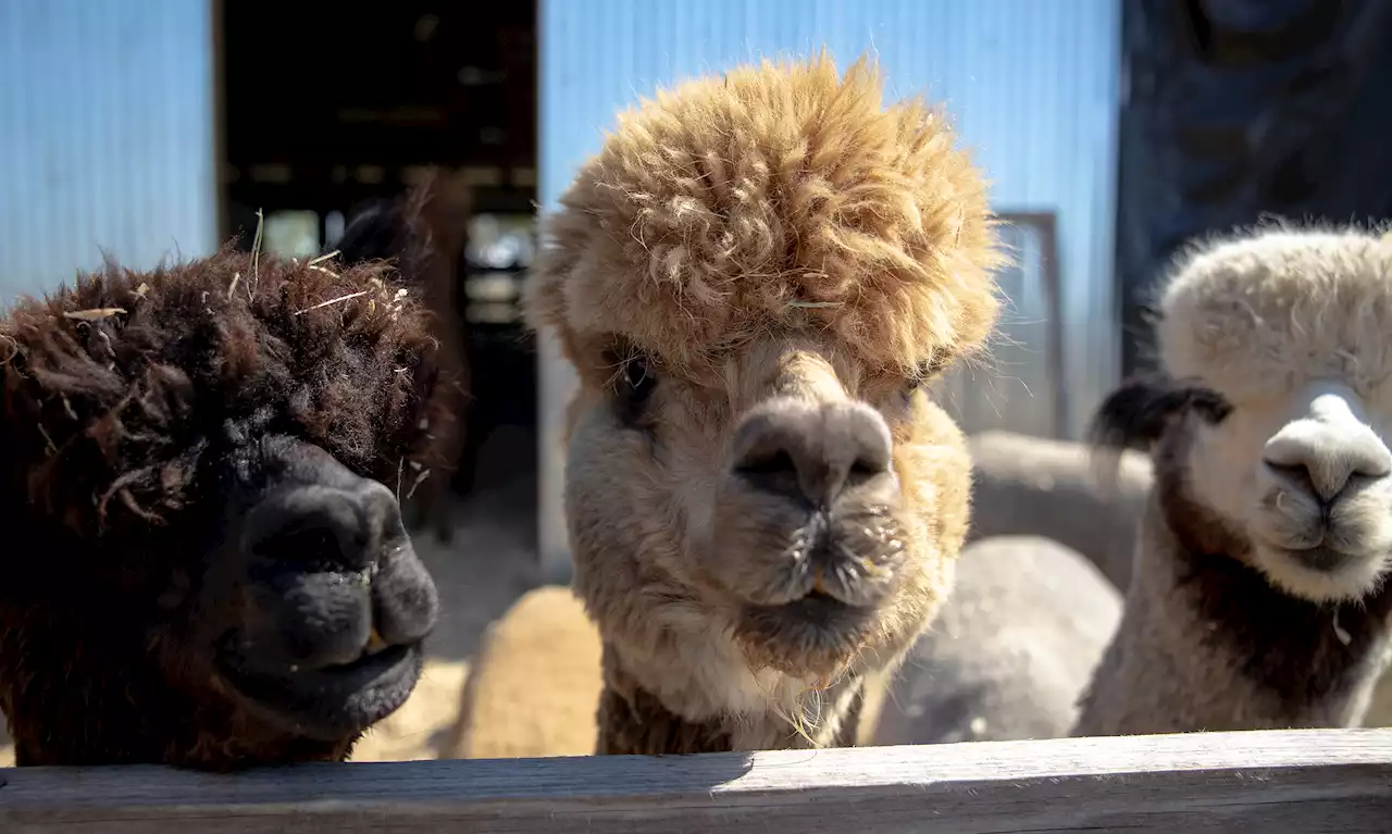 New pumpkin patch at Floresville ranch 'alpacas' a punch