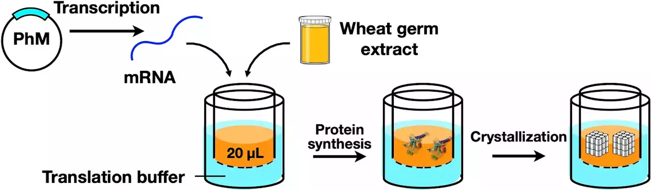 Advancing Structural Biology With Novel Cell-Free Protein Crystallization Method