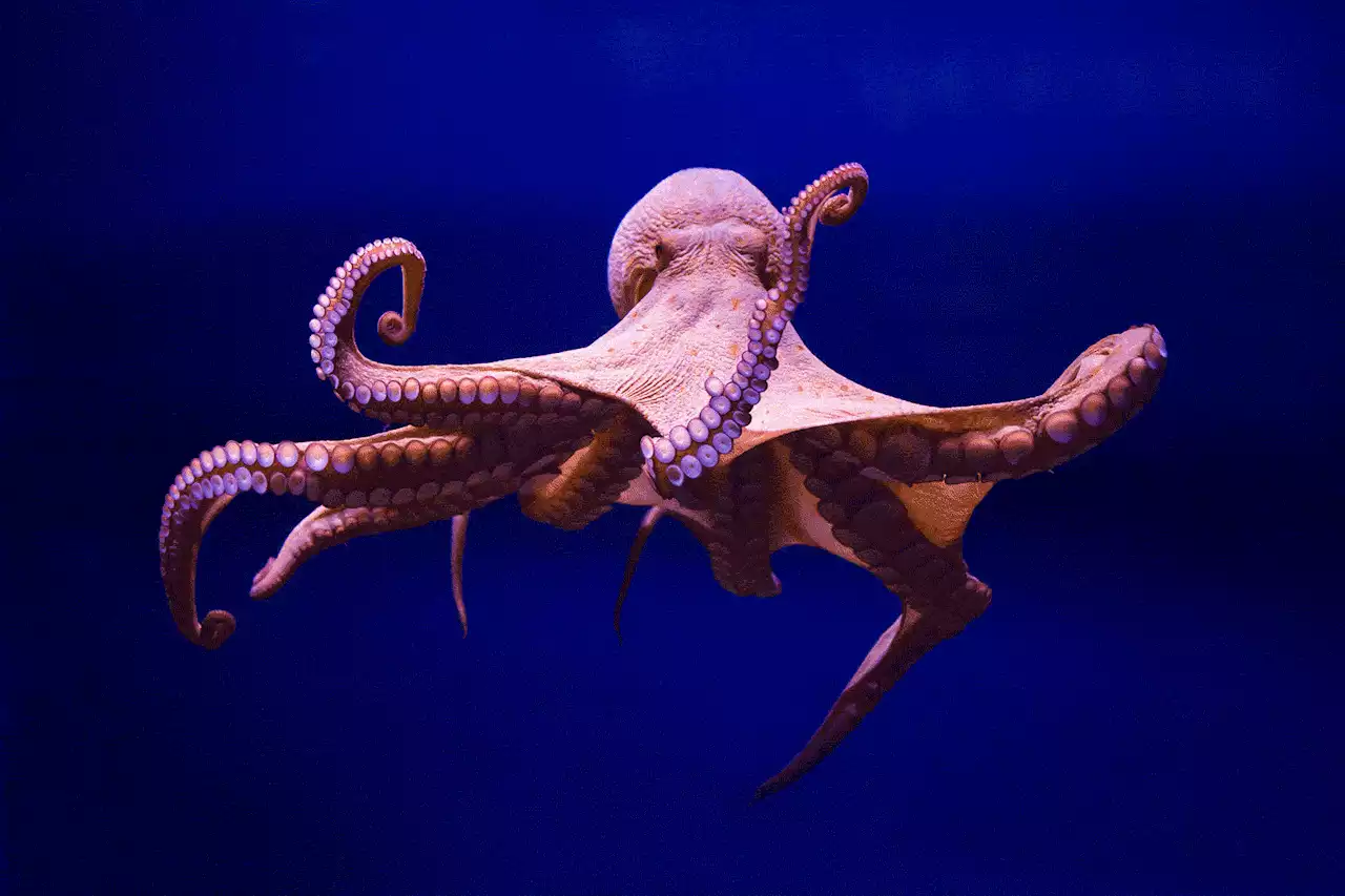 What Would It Look Like if Octopuses Had Souls?