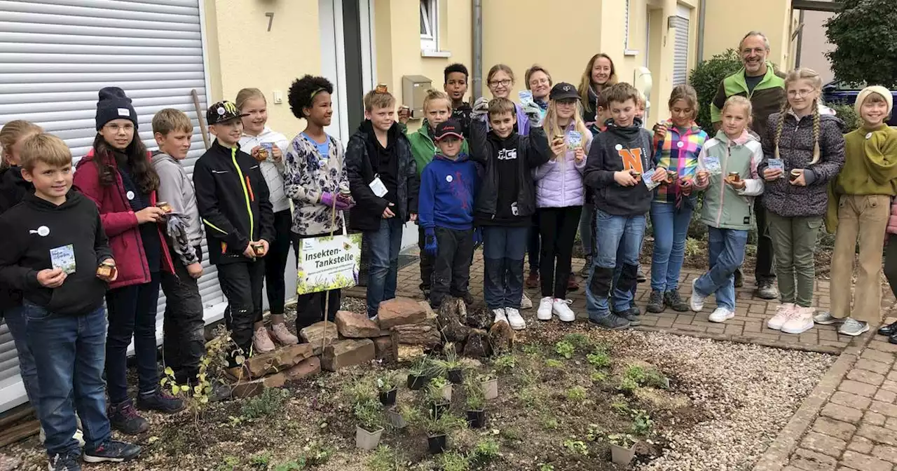 Albertus-Magnus-Gymnasium: Grün statt Grau: Was eine Schulklasse aus einem Schottergarten in St. Ingbert gemacht hat