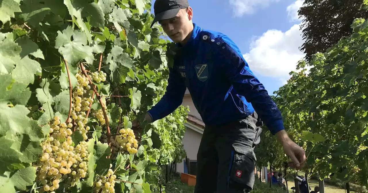 Besonderer Tropfen: Knapp 700 Rebstöcke vor der Brust: So verläuft die Weinlese am einzigen Saarbrücker Weinberg