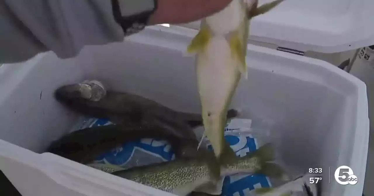 State investigating fishermen accused of adding weights to fish to win popular Lake Erie fishing tournament